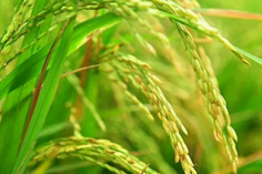 糧食重金屬檢測儀多少錢一臺？